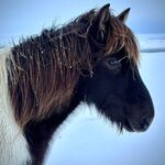 gorgeous native animals